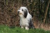 BEARDED COLLIE 331